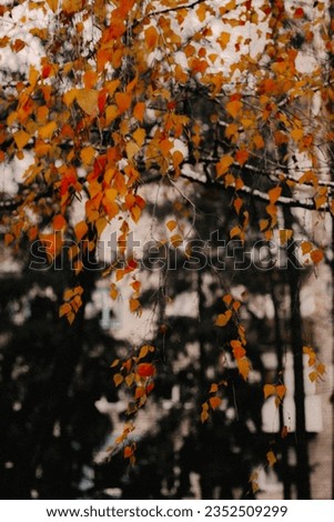 autumn photo of birch branches with yellow leaves close up