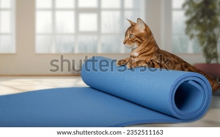 Red cat is doing yoga on the mat. Yoga with a cat