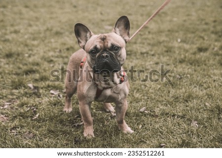 dog french bulldog looks at the camera, walks on a leash in the park. Royalty-Free Stock Photo #2352512261