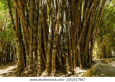 
Bamboo forest. Palermo Botanical Garden. Bamboo house. Texture and background of bamboo plant details. Young, fresh green bamboo. Wide yellow bambo.