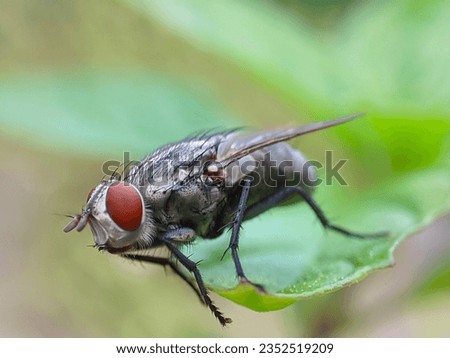 Close up macro shot of fly, housefly, carrion fly, bluebottles, blow fly or bluebottles on a green leaf. Macro fly. Royalty-Free Stock Photo #2352519209