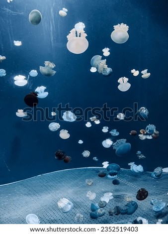 take a picture jellyfishes under water 