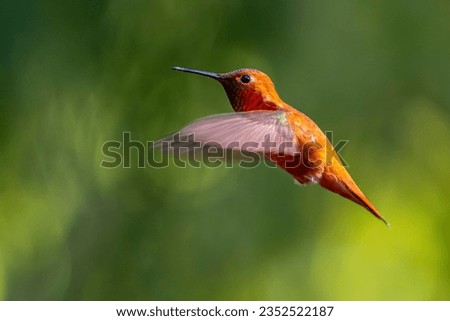 A a bright orange male Rufous Hummingbird (Selasphoris rufus) hovering in mid air in front of a green background. Royalty-Free Stock Photo #2352522187