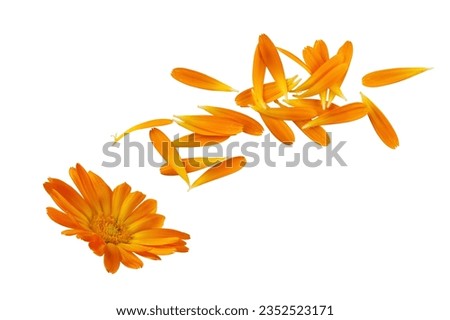 Calendula officinalis flower petals isolated on white background. Yellow marigold flower blossom and petals for design. Alternative medicine.