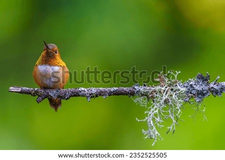 A male Rufous hummingbird (Selasphorus rufus) perched at the end of a branch Royalty-Free Stock Photo #2352525505