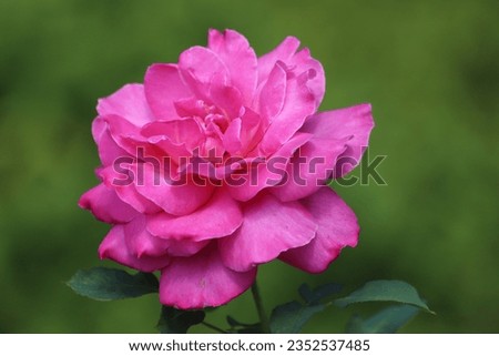 Majestic pink rose in bloom in the garden. Details, close up.