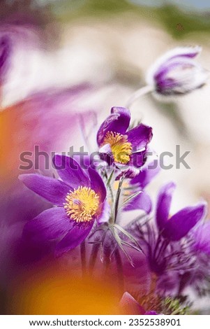 Wild pink pasqueflower with depth of field and light forest background Royalty-Free Stock Photo #2352538901