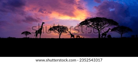 Giraffe eating leaves in the field at sunset, sky glowing