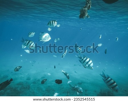 take a picture small fishes in the sea