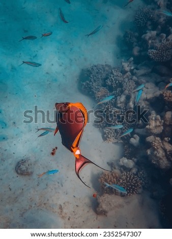 take a picture red fish underwater 