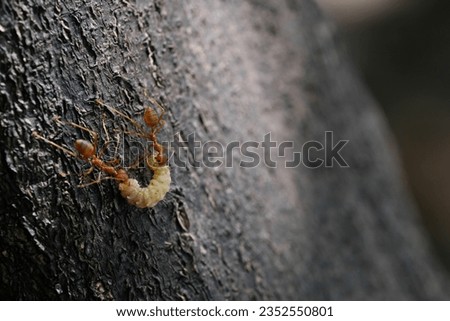 Ants hunt worm as a team. Royalty-Free Stock Photo #2352550801