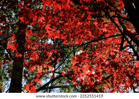 Red maple in the morning at Thailand.