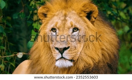 The colorful lion pic in world