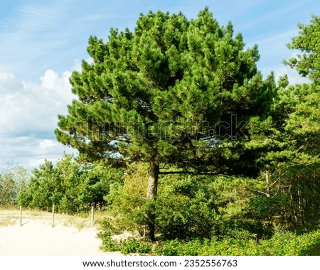 Horizontal photo of a beautiful pine tree growing on sandy ground in summer.