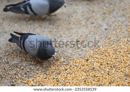 Close-up of pigeons eating bait on stones.