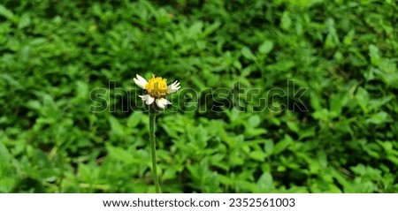 Tridax Daisy, Mexican Daisy, Coatbuttons Flower in the Garden