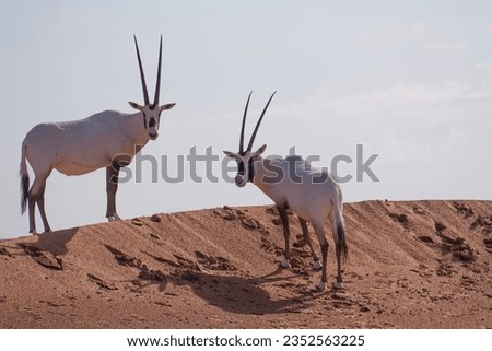 A couple of Arabian Oryxes wandering through the desert.