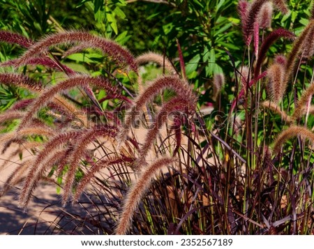 (Pennisetum setaceum 'Rubrum' or Cenchrus advena) Purple Fountain Grass or Tender Fountain Grass with large clumps of attractive pink and purple feathery panicles in arching crimson plumes

