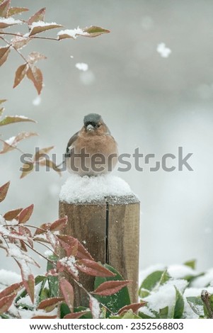 Male Chaffinch (Fringilla coelebs) perched comfortably on soft snow during a snowfall on a winter morning in the Italian Alps, January - vertical. Christmas concept - Royalty-Free Stock Photo #2352568803