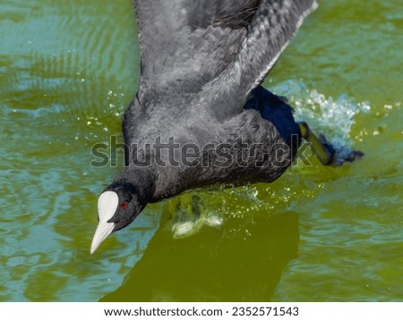 Coot (Fulica atra) chasing after other birds — Switzerland 2022  —
2022:07:06 09:36:18
