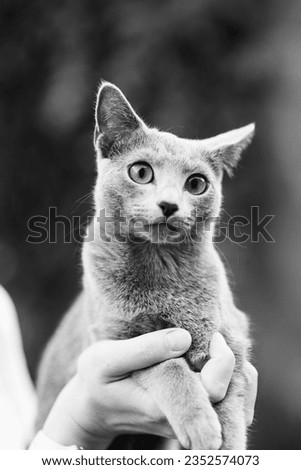 Russian Blue Cat Portrait while being stroked by Hand
