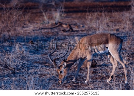 Impala Facts Diet Habitat  Pictures