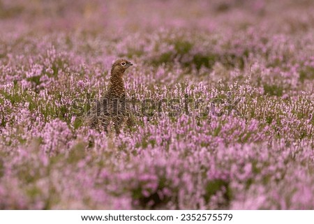 Red Grouse, Scientific name: Lagopus Lagopus. Male Red Grouse with red eyebrow  facing right on managed moorland in summer when the heather is in full bloom. Horizontal. Space for copy.