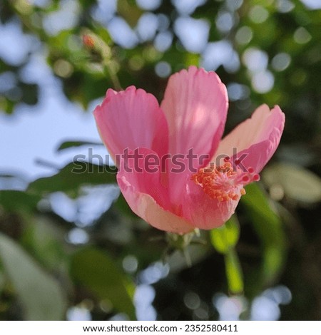 Great looking Hibiscus flower picture shot in macro mode 