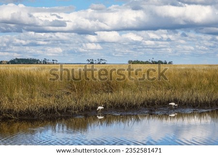 Two American white ibises (binomial name: Eudocimus albus) hunt for small prey along the edge of a tidal creek in St. Marks National Wildlife Refuge along the Gulf Coast of northwest Florida
