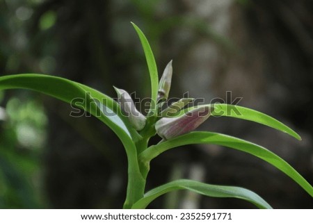 Close up view of the purple color flower buds and leaves of a Dendrobium Lucian Pink Orchid plant