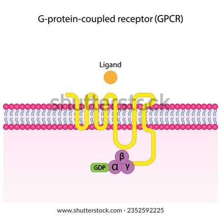 G protein coupled receptors gated ion channel. Structure of a G protein-coupled receptor (GPCR). Mechanism for the transport of ions. Cell membrane receptors for ligands bind. vector illustration Royalty-Free Stock Photo #2352592225