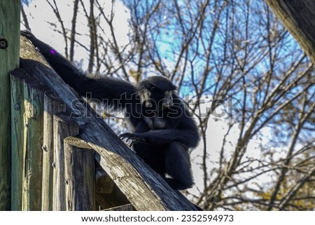 Picture of a siamang monkey