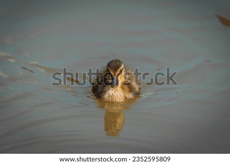 Baby Mallard duck in early spring morning in Ramat Gan park. Israel.