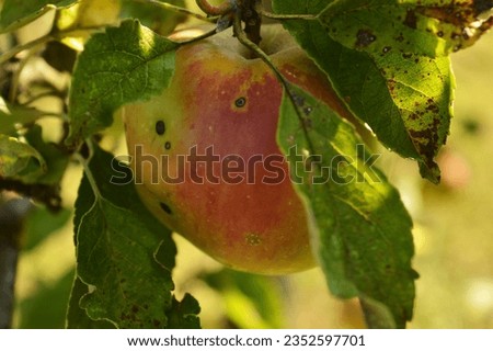 Apple branch with unripe apple fruit. Organic fruits, pesticides free. Destroyed by frequent changes in climatic conditions. Summertime. Royalty-Free Stock Photo #2352597701