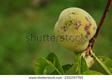 Peach branch with unripe peach fruit. Organic fruits, pesticides free. Destroyed by frequent changes in climatic conditions. Summertime. Royalty-Free Stock Photo #2352597705