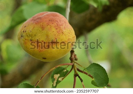 Peach branch with unripe peach fruit. Organic fruits, pesticides free. Destroyed by frequent changes in climatic conditions. Summertime. Royalty-Free Stock Photo #2352597707