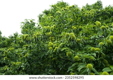 chestnut nature forest tree green