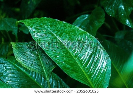 Abstract photo of a large banana palm leaf. A large leaf emerging from the shadow and covered with dew. Nature, background, wallpaper, leaves