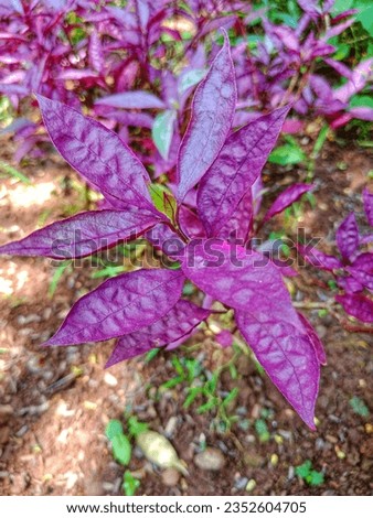 Red spinach ornamental plant, gandarusa merah, ervah purple