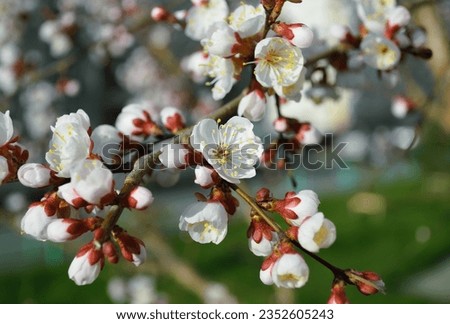 Opening and blooming white flowers on the branches of a cherry tree in spring