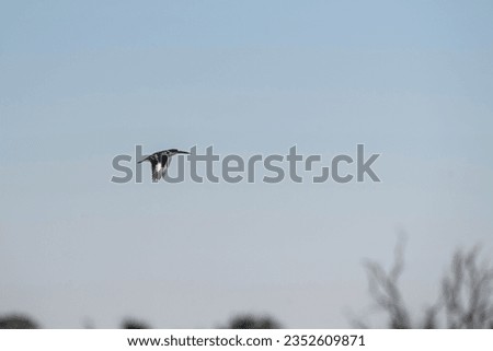 pied kingfisher (Ceryle rudis) Okavango Delta or Okavango Grassland, Botswana