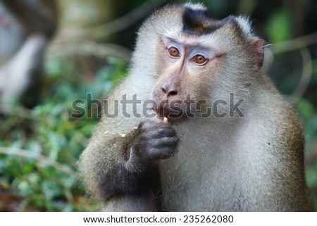 monkey eating food,close up
