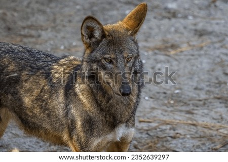 Picture of a red wolf