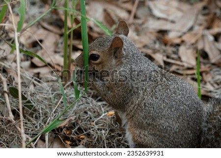Picture of a small squirrel