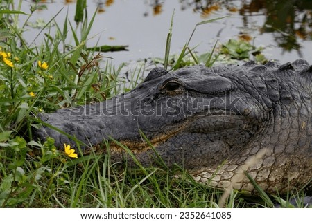 Close up picture of an American alligator