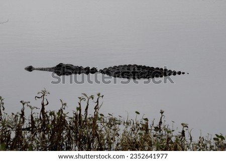 Picture of an American alligator