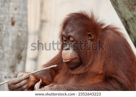 Picture of a bornean orangutan