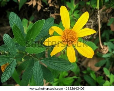 moon flower or paitan is a type of plant that is shaped like a sunflower with yellow petals and an orange core