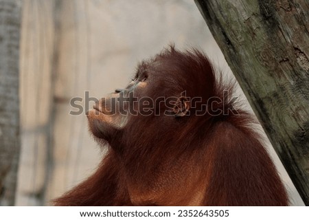 Picture of a bornean orangutan