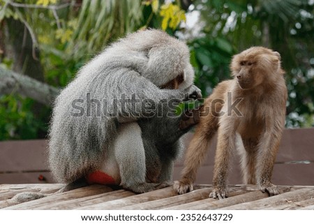 Picture of a hamadryas baboon